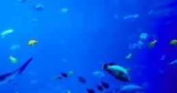 At The Aquarium "At The Aquarium" captures the serene atmosphere of an aquarium visit, featuring the soothing of water,