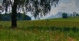Esheen - Meadow Village: Esheen - Village Sat In A Meadow Esheen is a quaint village nestled in a serene meadow at the