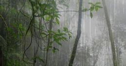 My Rainforest ThunderStorm: Rainforest And Thunder My Rainforest ThunderStorm: Rainforest And Thunder is a relaxing audio