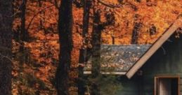 Autumn Forest Porch: Relaxing Of A Secluded Cabin Porch In Late Autumn "Autumn Forest Porch: Relaxing Of A Secluded Cabin