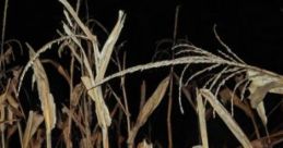 Corn Field: Uh Oh, Something Scary Is In The Corn "Corn Field: Uh Oh, Something Scary Is In The Corn" is an immersive audio