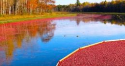 Cranberry Marsh Cranberry Marsh is a serene, fictional landscape characterized by its striking red waters, evoking a sense of