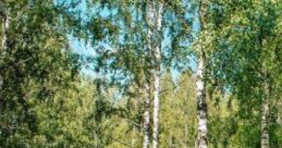 Subarban Birch Grove: In The Field "Suburban Birch Grove: In The Field" evokes nostalgic memories of childhood,