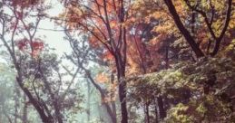 Autumn cape Autumn cape refers to a seasonal journey into the forest, particularly in late September when trees showcase