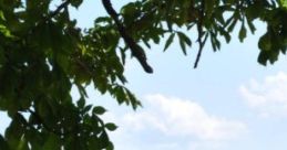 Summer Studying Summer studying can be an enjoyable experience, especially in a serene outdoor setting like a meadow. The of