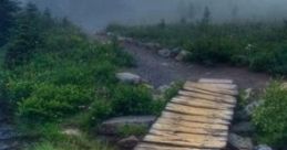 Misty Forest: For A Walk In The Deep Forest Mist "Misty Forest: For A Walk In The Deep Forest Mist" is an immersive audio