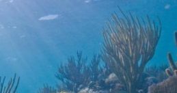 Coral Reef W Diver: By The Coral Reef With Diver Breathing "Coral Reef W Diver: By The Coral Reef With Diver Breathing" is an