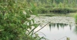 Lakeside Up North Lakeside Up North offers a serene of nature capes, including "Soft Lake Waves," "Wind Blows In Leaves,"