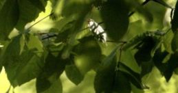 The Wood: A Forest In The Afternoon "The Wood: A Forest In The Afternoon" is a serene audio experience featuring natural