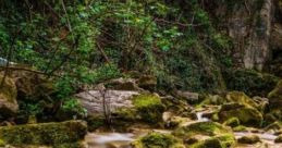 Nature Vibes: Background For Indian Flute Nature Vibes: Background For Indian Flute offers an immersive audio experience