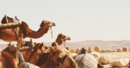 Camel Up: Camel Races In The Desert Camel Up is a popular board game first released in 2014, designed by Stefan Feld and