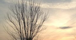 Countryside Morning Countryside Morning captures the serene essence of rural life, featuring like birds singing, wind chimes