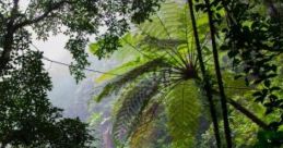 The Rainy Forest The Rainy Forest is a soothing mix created by Ramón Torres, known as The Educator at