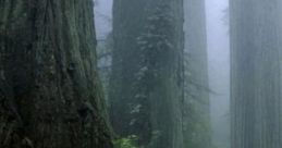Dathomir Forest Dathomir Forest is a significant location in the Star Wars universe, primarily featured in the "Star Wars: