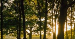 Summer At Home: Summer Environment "Summer At Home: Summer Environment" offers an immersive audio experience capturing the