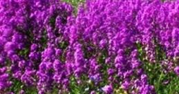 Writing In A Flower Field "Writing In A Flower Field" captures the serene experience of composing literature in a vibrant