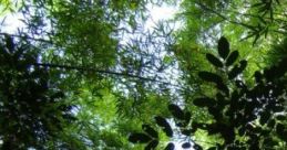 Beachside Jungle City: What A Lovely Town (or Is It???) "Beachside Jungle City: What A Lovely Town (or Is It???)" is an