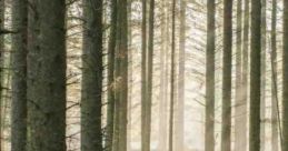 Forest Forest create a serene atmosphere, featuring elements like wind rustling through trees, distant rain, and occasional