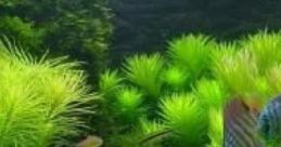 Zen Garden Underwater Zen Garden Underwater is a unique auditory experience that combines the serene ambiance of a