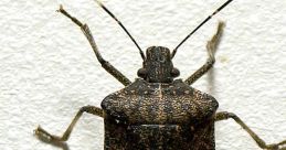Bug