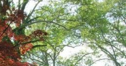 Suburban Spring Suburban Spring is a cape that captures the essence of nature in suburban settings. It features a blend of