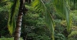 Tropical Island Beach Bungalow The Tropical Island Beach Bungalow offers a serene escape, nestled on a secluded beach