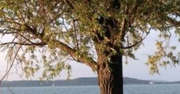 Summer Hotel: A Hotel Besides Balaton Summer Hotel is a picturesque accommodation located beside Lake Balaton, Hungary's