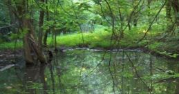 Camp At Count's Pond: When Camping At Count's Pond Experience the serene ambiance of camping at Count's Pond, where the of