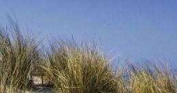 Schiermonnikoog Shore: Relaxing On A Dutch Isle Schiermonnikoog is a serene Dutch isle known for its picturesque landscapes