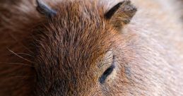 Capybara