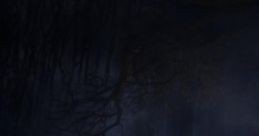 Nasty Cave: Nasty Cave With Rats Nasty Cave: Nasty Cave With Rats is an immersive cape featuring ambient cave , including
