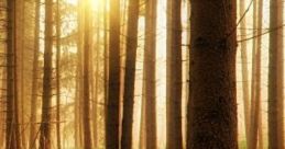 Nature's Blanket: Enjoying An Afternoon Sitting In The Forest. "Nature's Blanket: Enjoying An Afternoon Sitting In The