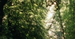 The Woods Of Rosings Park: Avoiding Mr Collins "The Woods of Rosings Park: Avoiding Mr. Collins" is an audio experience