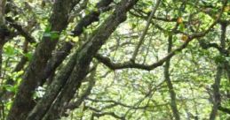 Forest W Stream: Forest With Small Stream, Distant Train Forest W Stream is an immersive audio experience featuring the
