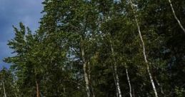 Beach Forest Thunder: Beach Storm Zen Beach Forest Thunder: Beach Storm Zen is an immersive experience designed to evoke a
