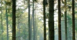 Only Forest Only Forest offers a of high-quality nature designed for relaxation and meditation. Featuring audio samples