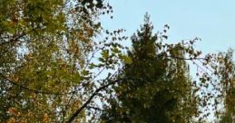 A Sunday Violin Practice: You Hear A Violin Practice On A Sunday Morning "A Sunday Violin Practice" captures the serene