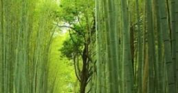 Serendipity: Song Of Nature "Serendipity: Song of Nature" is a serene auditory experience blending natural with al elements.