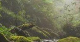 Near A Tropical Village: A Long Time Ago In A Rainforest Near A Village. "Near A Tropical Village: A Long Time Ago In A
