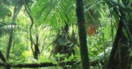 Calm In The Rainforest: Calm Rainforest Vibes "Calm In The Rainforest: Calm Rainforest Vibes" offers an immersive auditory
