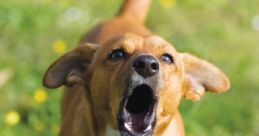 Barking Barking and effects to download and play.