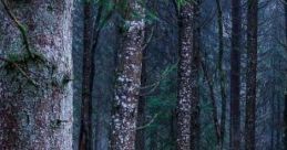 A Walk Through The Woods "A Walk Through the Woods" is a serene audio experience designed to immerse listeners in the