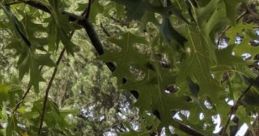 African Storm African Storm is a captivating cape featuring a variety of natural typical of the African wilderness. This