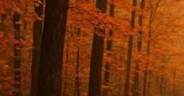 A Forest Path: An Autumn Hike Experience the tranquility of an autumn hike along a forest path, where vibrant fall foliage