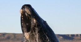 Whale