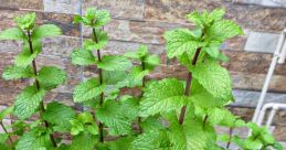 Mint