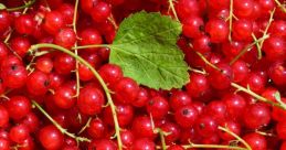 Berry