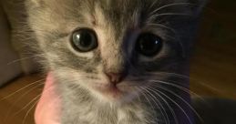 Cute