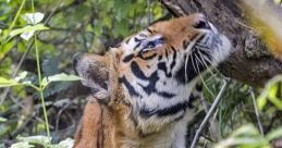The Tiger