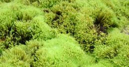 Moss
